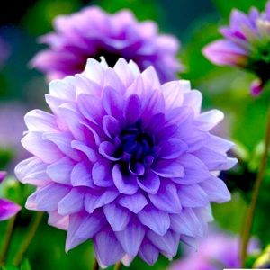 Meet your Posher, Rose